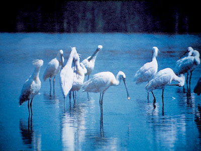 Με την πένα και την κάμερα για τους υγρότοπους: οι μαθητές βραβεύονται