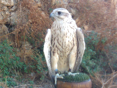 Καταγγέλουν τη λειτουργία παράνομης έκθεσης άγριων πτηνών