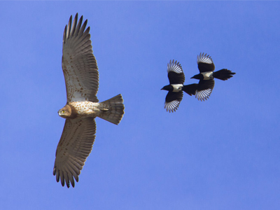 Εικαστική έκθεση: «Πουλιά και αεροσκάφη σε παράλληλες πτήσεις»