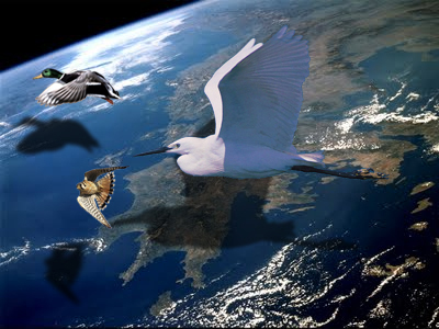 Έκθεση για τα «Πουλιά της Ελλάδας» στο Κέντρο Τεχνών