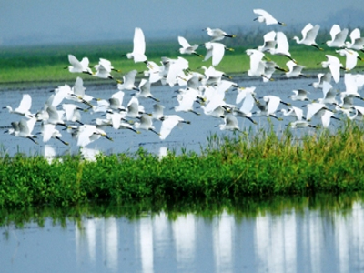 Η Εταιρεία Προστασίας Πρεσπών στους φιναλίστ για διεθνές βραβείο