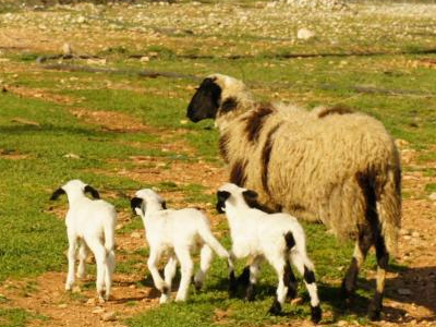 Θανατώνουν αιγοπρόβατα στη Θεσσαλονίκη λόγω ευλογιάς