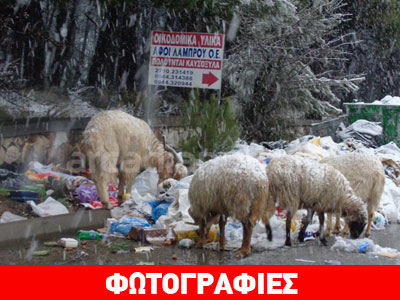 Τρίπολη: Εικόνες ντροπής με πρόβατα να βόσκουν στα απορρίμματα