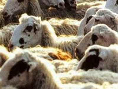 Ηράκλειο: Συνελήφθη με… περισσότερα πρόβατα