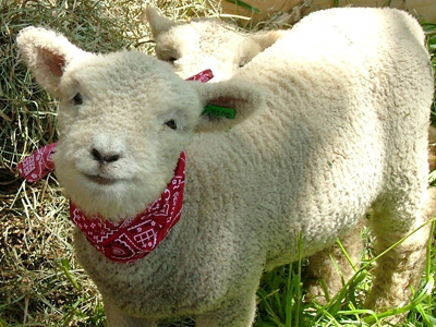 Εισέβαλε σε μαντρί για να κάνει σεξ με… πρόβατο!