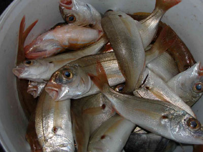 «Οι Έλληνες δεν γνωρίζουν τι ψάρια τρώνε»