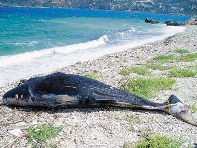 Το Αρχιπέλαγος ζητά «σεβασμό» του ενός μιλίου