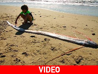 Μυθικό ψάρι 15 μέτρων βιντεοσκοπήθηκε για πρώτη φορά