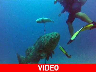 Γιγάντιος ροφός αφοπλίζει ψαροντουφεκά και του κλέβει τη λεία!