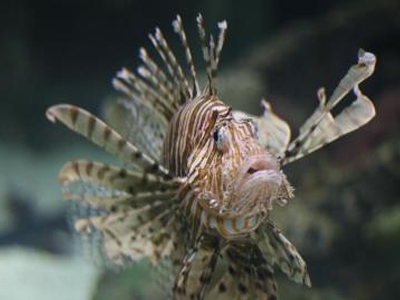 Ευρωπαϊκό δίκτυο πληροφοριών για τον κίνδυνο των ξενικών ειδών