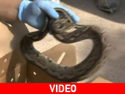 Κακοποιούσε εκατοντάδες πύθωνες και συνελήφθη!
