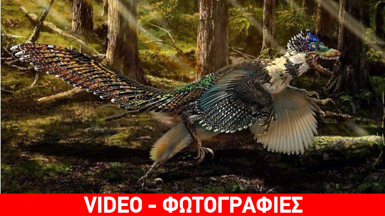 Τελικά μήπως υπήρχαν δράκοι; Ανακαλύφθηκε απολίθωμα δεινόσαυρου που… παραπέμπει σε αυτούς