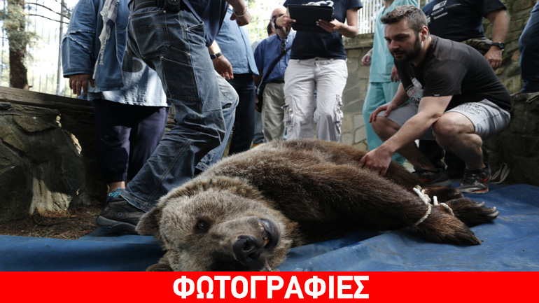 Επιχείρηση μεταφοράς λύκων και αρκούδων στα καταφύγια του Αρκτούρου