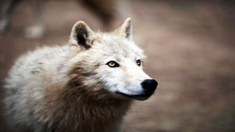 Νέες θεωρίες για την εξημέρωση του σκύλου: είναι φίλος μας για περισσότερο από όσο πιστεύαμε