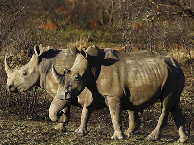 Οι ρινόκεροι γίνονται… μετανάστες για να γλιτώσουν από τους λαθροθήρες