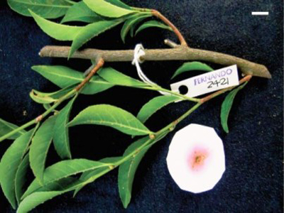 Ανακάλυψη: θαμνοειδές φυτό απορρυπαίνει τις χωματερές!