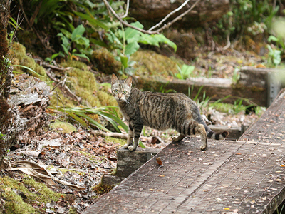 Αδέσποτες γάτες απειλούν καταφύγιο άγριας ζωής στη Χαβάη