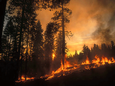 Επιστημονική ημερίδα για την πρόληψη των δασικών πυρκαγιών