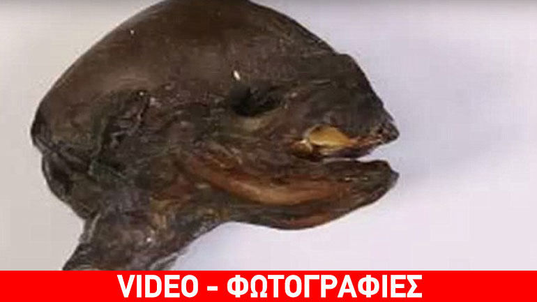 Επιστημονικός προβληματισμός για την ανακάλυψη σκελετού πλάσματος που παραπέμπει σε… «εξωγήινο»