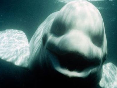 Μεγάλη ανακάλυψη: Απολίθωμα ρίχνει φως στο «ραντάρ» των κητοειδών