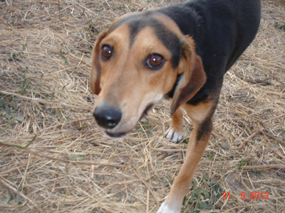 Υιοθετήστε δύο πανέμορφα θηλυκά σκυλάκια που έχουν την ανάγκη μας