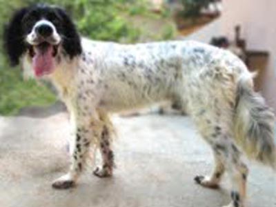 Νέο κάλεσμα για υιοθεσία ζώου που υπέστη κακοποίηση