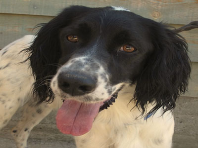 Ένας Σετερίνος ψάχνει σπίτι!