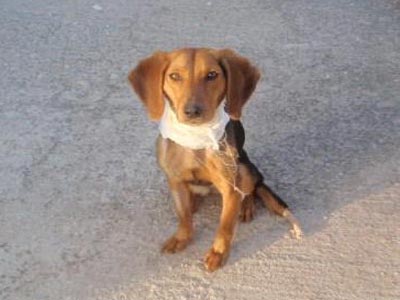 Υιοθετήστε μια σκυλίτσα που γλίτωσε από… θαύμα