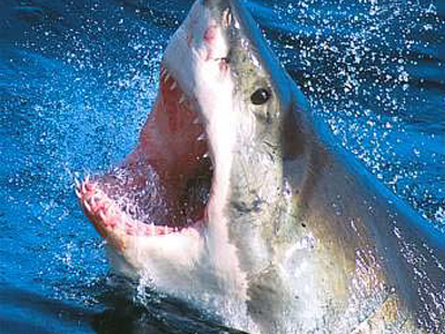 Νέα επίθεση καρχαρία με νεκρό αυτή τη φορά στην Αίγυπτο