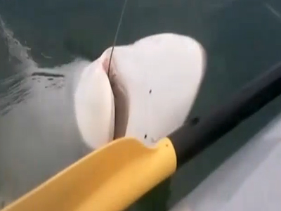 Έπιασαν καρχαρία 2 μέτρων από το κανώ τους!