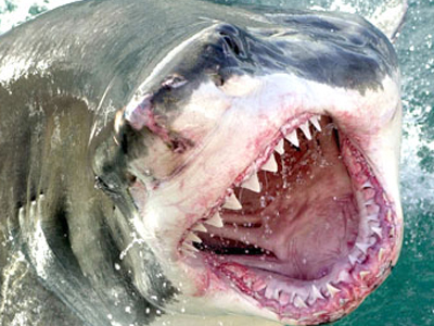 Κυνηγώντας τον μεγάλο λευκό καρχαρία…