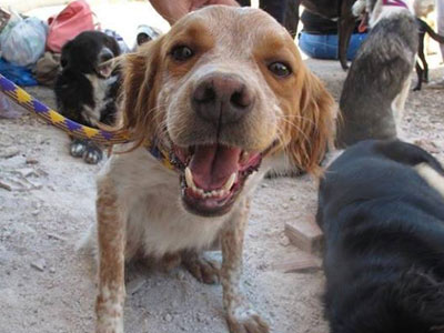 Μικρός, γλυκύτατος, με υπέροχο χαρακτήρα, αναζητεί ιδιοκτήτη!