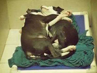 Κουτάβια που αγκαλιάζονται προκαλούν παγκόσμια συγκίνηση