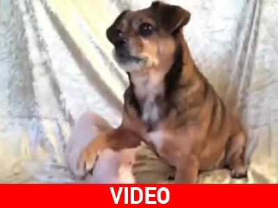 Μαθήματα συμπεριφοράς από τους τετράποδους φίλους μας…