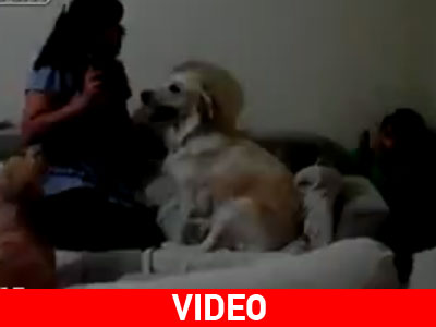 Εκπληκτικό: Σκυλιά προστατεύουν παιδί από «λυσσασμένη» γυναίκα