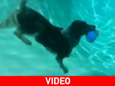 Το πιο έξυπνο σκυλί στον κόσμο!