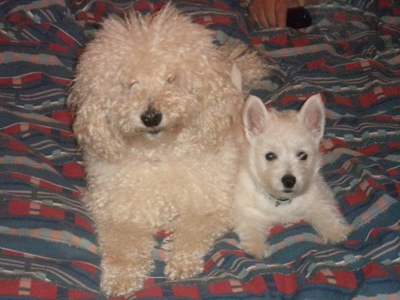 Χάθηκε σκυλάκι στην Αγία Παρασκευή