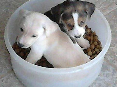 Υιοθετήστε δυο πανέμορφα κουτάβια!