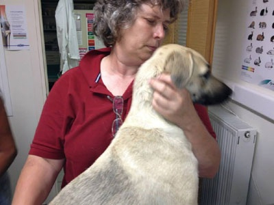 Δύο χρόνια φυλάκιση με αναστολή στον βιαστή του σκύλου