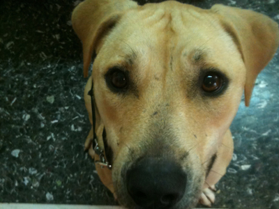 Ένα μικρόσωμο πανέμορφο πιτμπουλάκι ψάχνει αγάπη