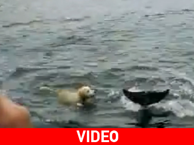 Εκπληκτικό: σκύλος και δελφίνι γίνονται οι καλύτεροι φίλοι!