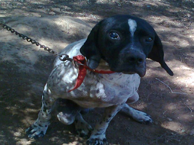 Υιοθετήστε ένα πανέμορφο τυφλό σκυλάκι