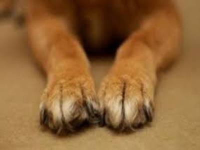 Βίασε σκυλίτσα και συνελήφθη – «συναγερμός» στους ζωόφιλους