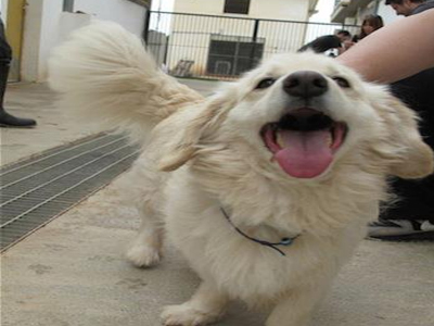 Υιοθετήστε τρία πανέμορφα σκυλάκια!