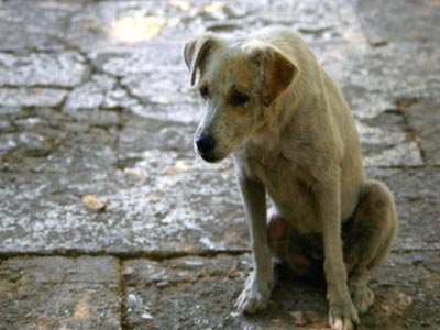 Σκάνδαλο στην Ισπανία: Αδέσποτα σκυλιά γίνονται… ζωοτροφή για σκύλους!