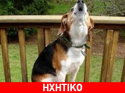 «Τα σκυλιά ούρλιαζαν με πρωτοφανή τρόπο 5 λεπτά πριν από τον σεισμό»