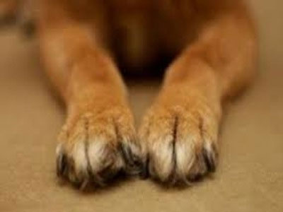 Απότοκο της «ηθικής σήψης» ο βιασμός του σκύλου από τον Πολωνό