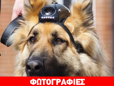 Βρετανία: Κάμερες στα σκυλιά της αστυνομίας