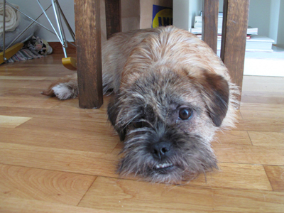 Αναζητείται ο ιδιοκτήτης του επειγόντως