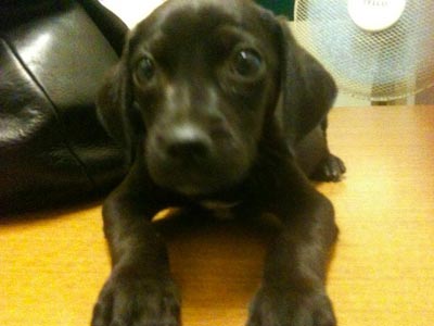 Το έσωσαν οι αστυνομικοί και περιμένει… υιοθεσία